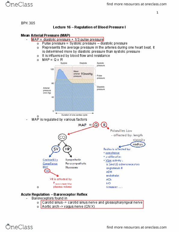 BPK 305 Lecture Notes - Lecture 16: Aquaporin, Vasopressin Receptor, Collecting Duct System thumbnail