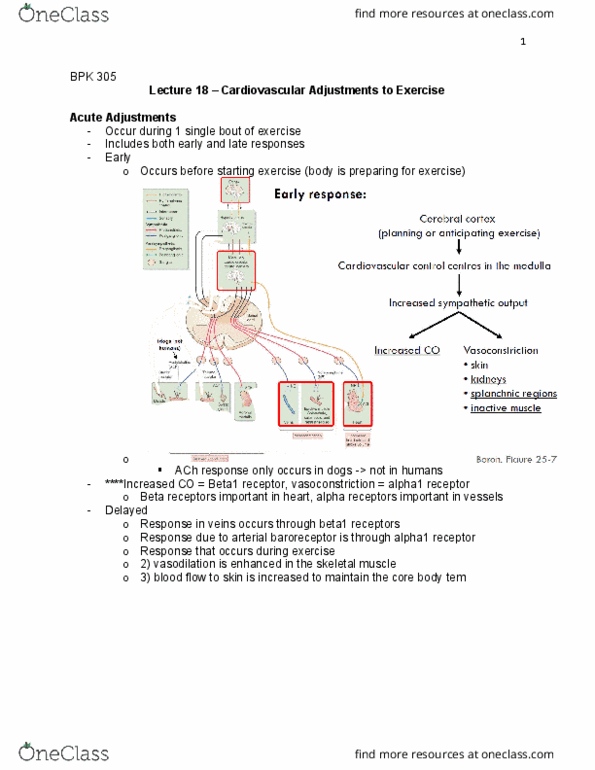 BPK 305 Lecture Notes - Lecture 18: Ejection Fraction, Afterload, Volume Overload thumbnail