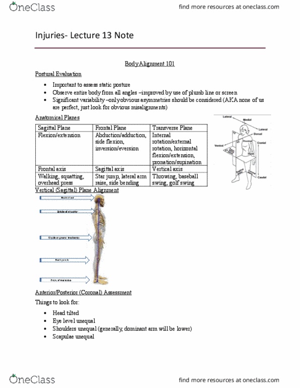 Kinesiology 2236A/B Lecture Notes - Lecture 13: Gluteal Muscles, Flat Feet, Plantar Fascia thumbnail