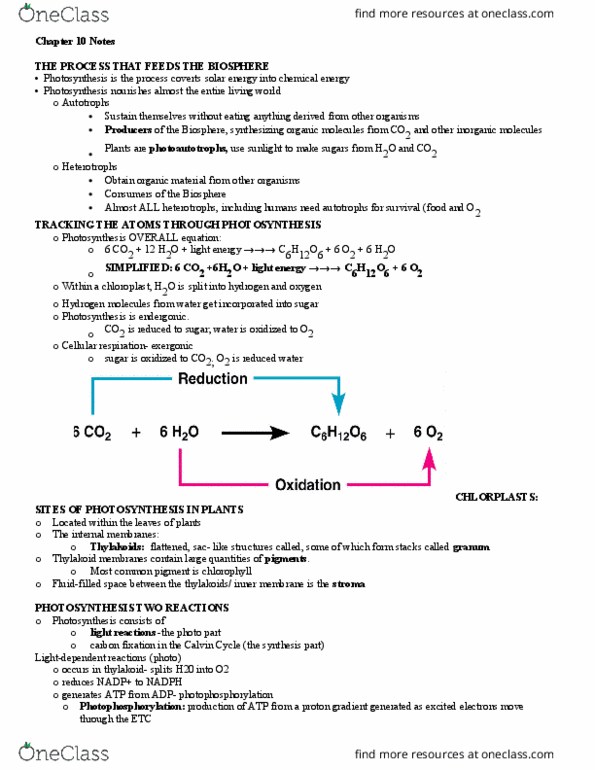 PSYC 301 Lecture Notes - Lecture 3: Ribulose, Pheophytin, Photosynthetic Reaction Centre thumbnail