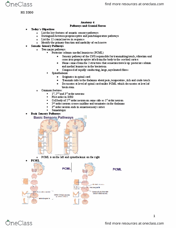 Health Sciences 2300A/B Lecture Notes - Lecture 4: Trigeminal Nerve, Olfactory Tract, Superior Orbital Fissure thumbnail