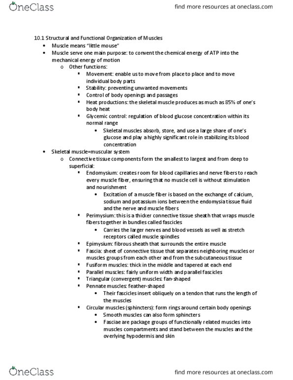 BIOL 260 Chapter Notes - Chapter 10.1: Spinal Nerve, Collagen, Intervertebral Foramina thumbnail