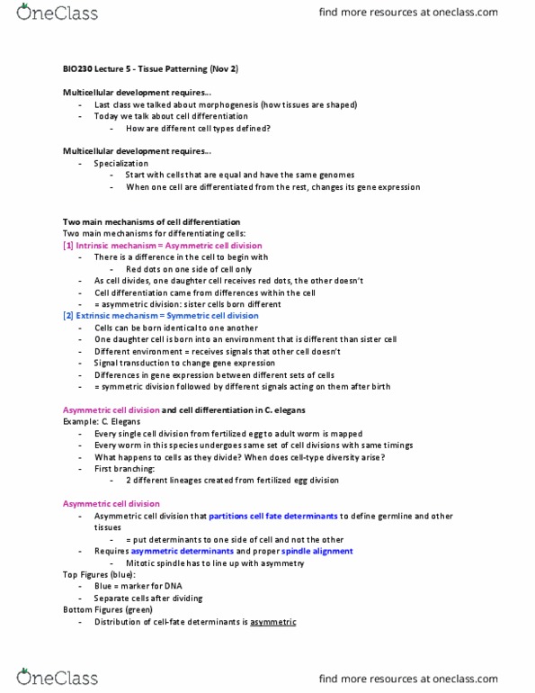 BIO230H1 Lecture Notes - Lecture 5: Limb Bud, Limb Development, Morphogen thumbnail