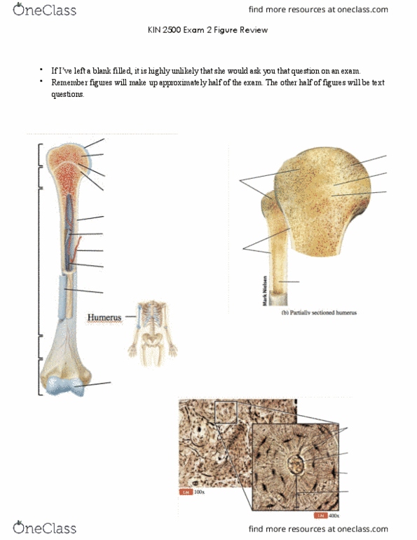 KIN 2500 Lecture 1: E2 Pictures thumbnail