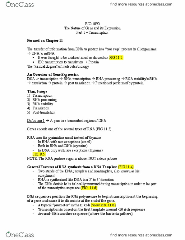 BIOL 1090 Lecture Notes - Lecture 5: Endonuclease, Hydrogen Bond, Tata Box thumbnail