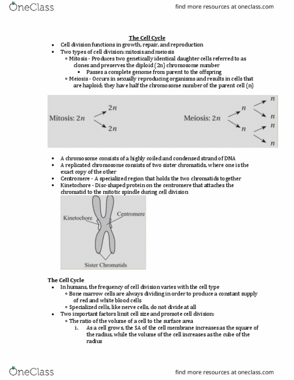 BIOL 1010 Lecture Notes - Lecture 4: Nucleolus, Centrosome, Restriction Point thumbnail
