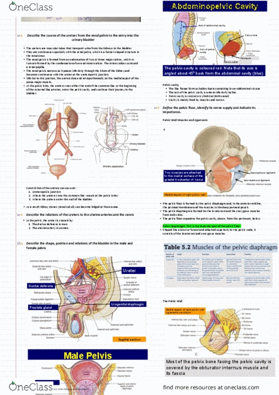 KINESIOL 1Y03 Lecture Notes - Lecture 7: Urethral Sphincters, Lumbosacral Plexus, Iliolumbar Ligament thumbnail