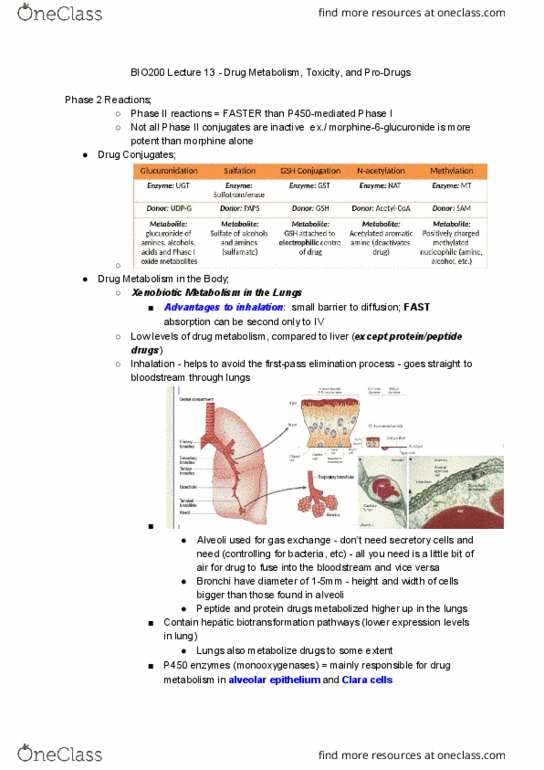 BIO200H5 Lecture Notes - Lecture 13: Osteoporosis, Transferase, Biome thumbnail