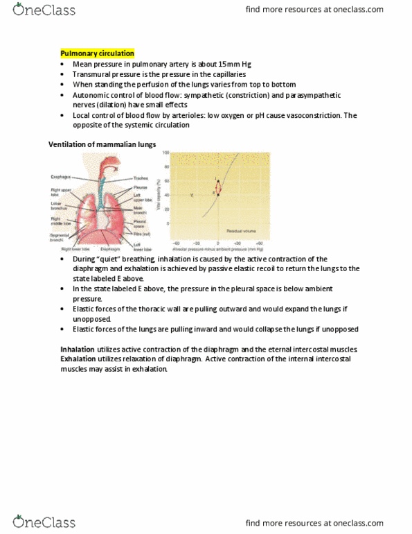 BISC306 Lecture Notes - Lecture 2: Aortic Body, Skeletal Muscle, Central Pattern Generator thumbnail