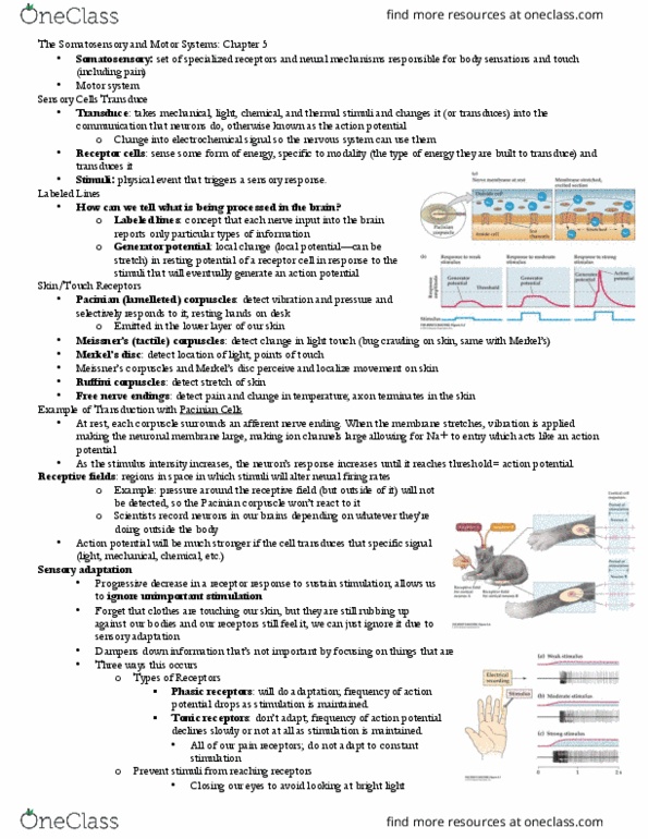 PSYC 302 Lecture Notes - Lecture 4: Nociceptor, Myocyte, Supplementary Motor Area thumbnail