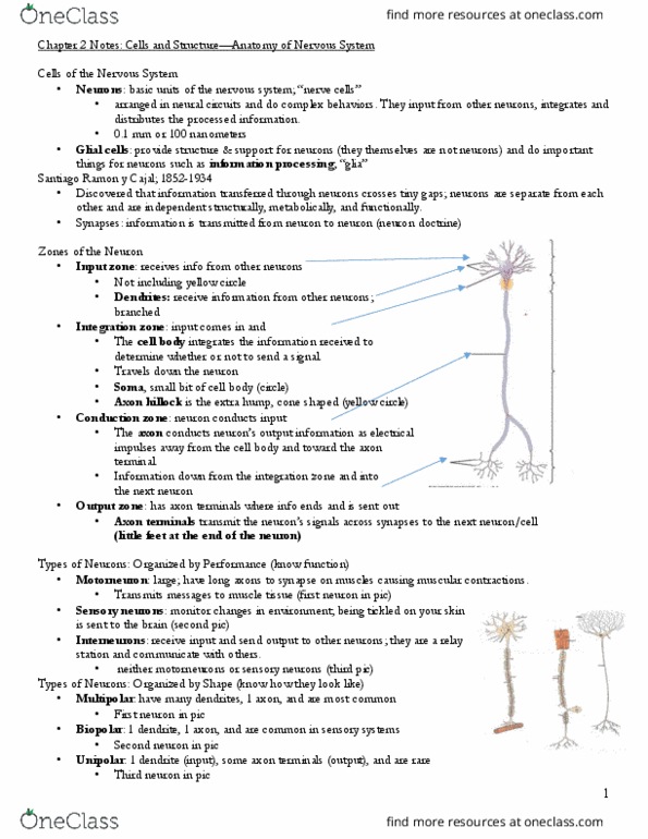 PSYC 302 Lecture Notes - Lecture 2: Hypothalamus, Brainstem, Postcentral Gyrus thumbnail