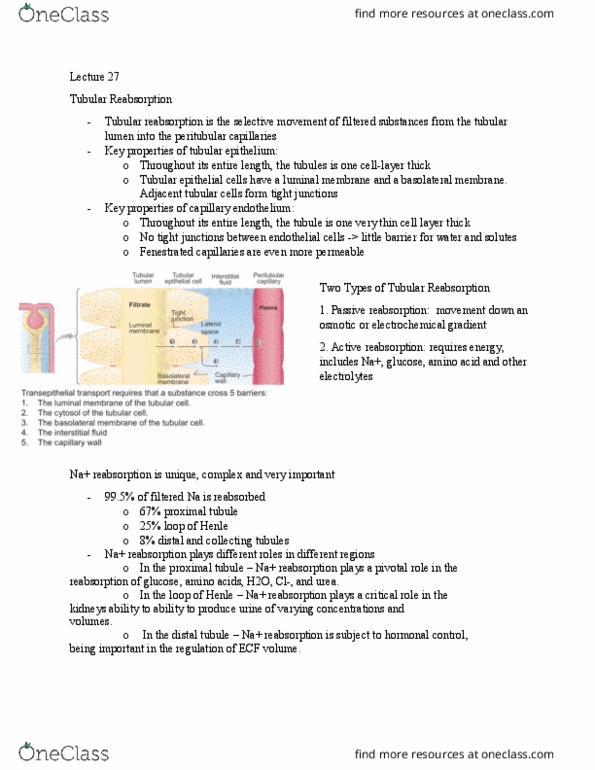 NPB 101 Lecture Notes - Lecture 27: Aquaporin, Aldosterone, Natriuretic Peptide thumbnail