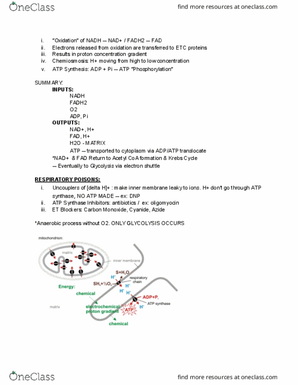 BIO 311C Lecture Notes - Lecture 21: Azide, Citric Acid Cycle, Atp Synthase thumbnail