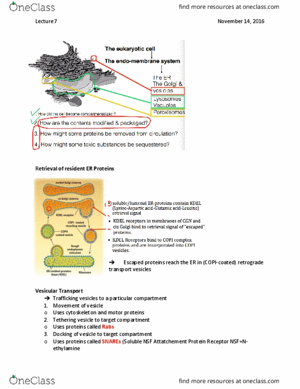 BIOL 1090 Lecture Notes - Lecture 7: Cytoskeleton, Endomembrane System, Autophagosome thumbnail