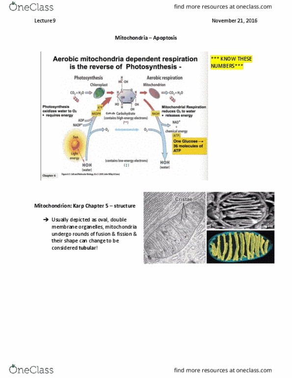 BIOL 1090 Lecture Notes - Lecture 9: Cytoskeleton, Cell Membrane, Chemiosmosis thumbnail