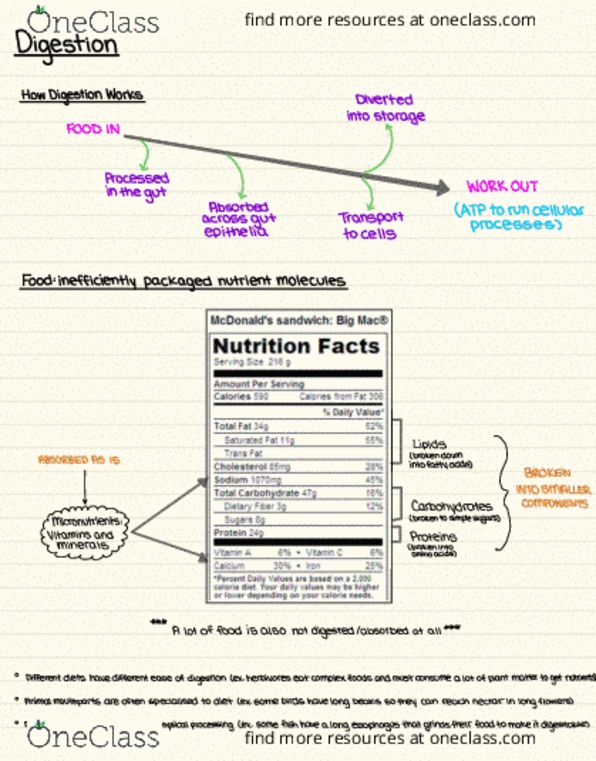 Biology 2601A/B Lecture Notes - Lecture 13: Protozoa, Lignin, Bile Acid thumbnail