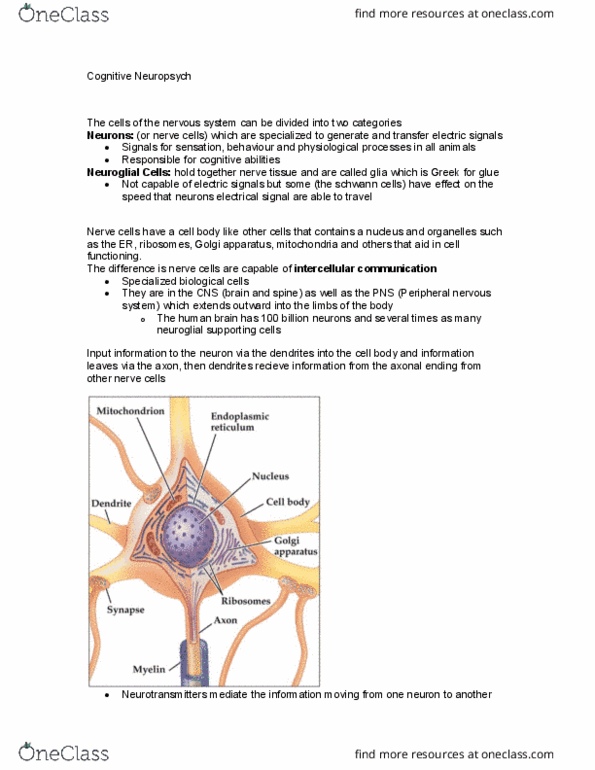 PSYC 251 Lecture Notes - Lecture 16: Precentral Gyrus, Homeostasis, Reward System thumbnail