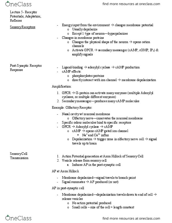 PSL300H1 Lecture Notes - Lecture 18: Exocytosis, Antidromic, Vasodilation thumbnail
