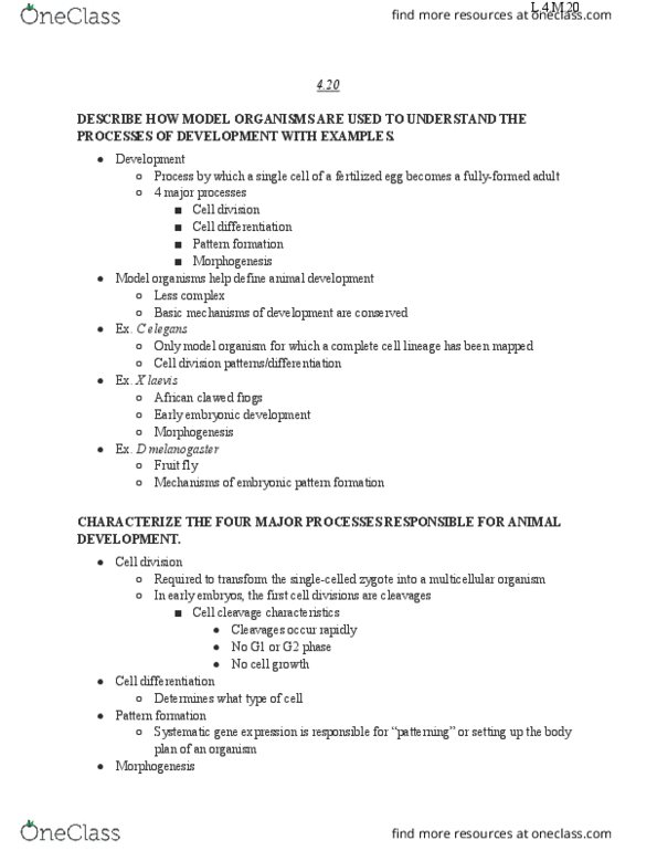 BIOL 1105 Lecture Notes - Lecture 20: Cellular Differentiation, Hox Gene, Adult Stem Cell thumbnail