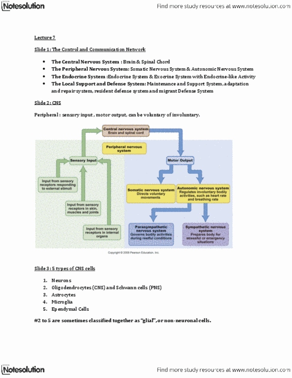 BIOL 1080 Lecture Notes - Lecture 7: Microglia, Central Nervous System, Glucose Transporter thumbnail