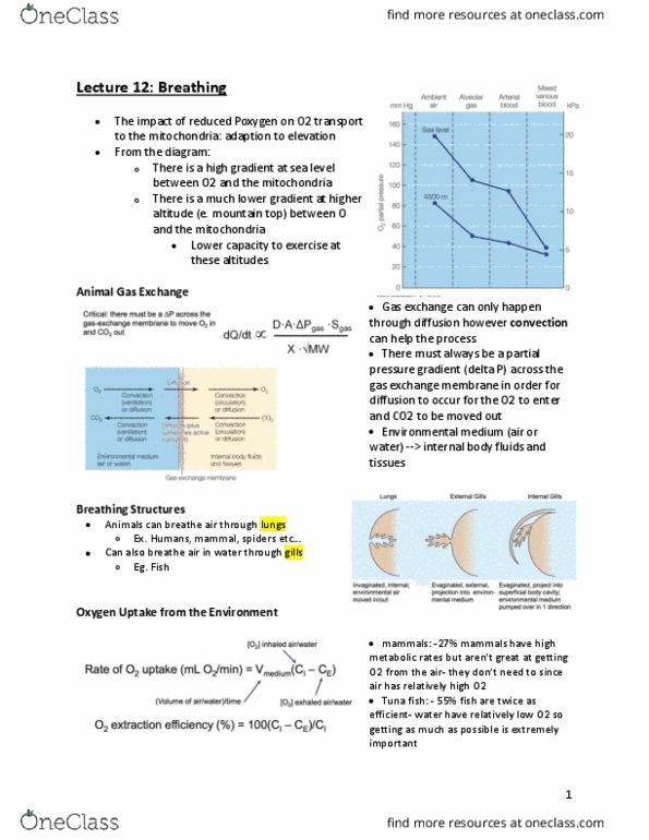 Biology 2601A/B Lecture 12: Breathing thumbnail