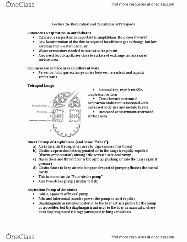 ZOO 2090 Lecture Notes - Lecture 16: Buccal Pumping, Intercostal Muscle, Keratin thumbnail