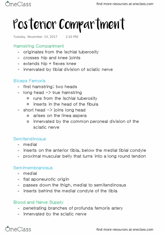 ANAT 315 Lecture Notes - Lecture 26: Deep Artery Of The Thigh, Ischial Tuberosity, Sciatic Nerve thumbnail