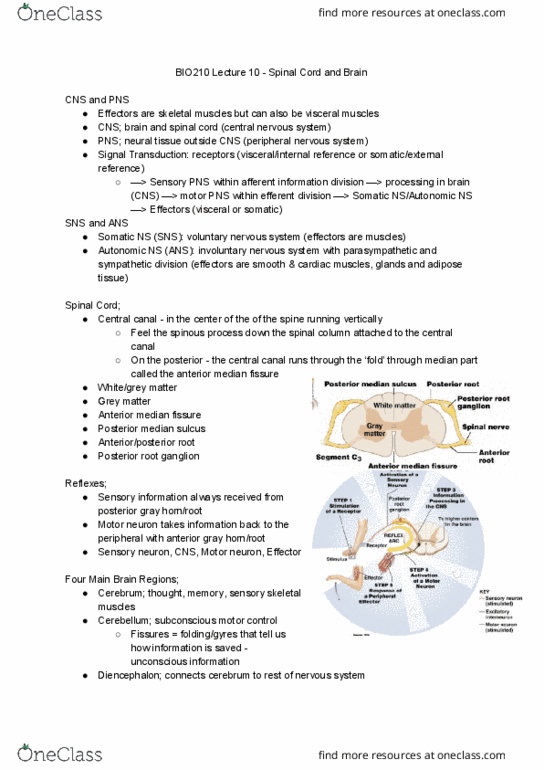 BIO210Y5 Lecture Notes - Lecture 10: Autonomic Nervous System, Peripheral Nervous System, Smooth Muscle Tissue thumbnail