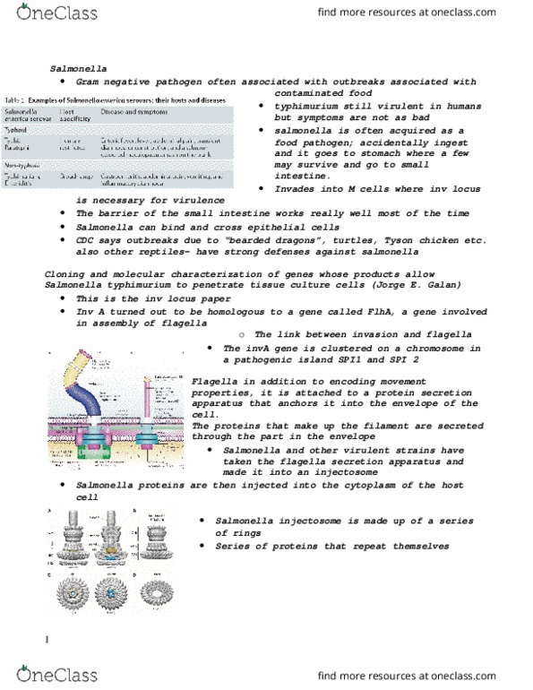 BIOL 4215 Lecture Notes - Lecture 1: Cytoskeleton, Apoptosis, Macrophage thumbnail