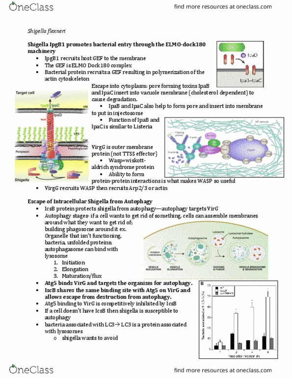 BIOL 4215 Lecture Notes - Lecture 1: Type Three Secretion System, Proliferating Cell Nuclear Antigen, Shigella Flexneri thumbnail