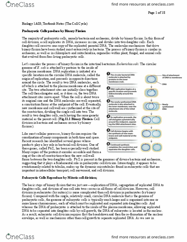 BIOLOGY 1A03 Chapter 13: Biology 1A03; Textbook Notes (Theme 4, Modules 1&2)(Copy) thumbnail