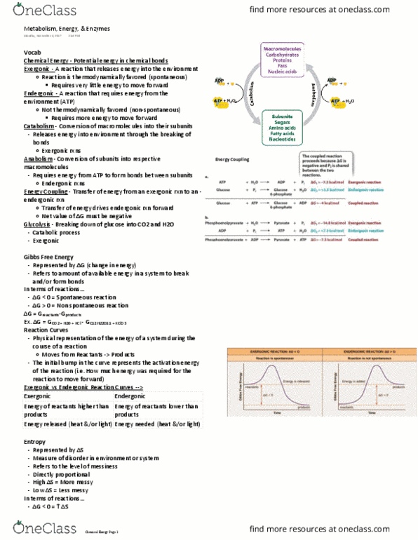 BIOLOGY 151 Lecture Notes - Lecture 19: Endergonic Reaction, Exergonic Process, Potential Energy thumbnail