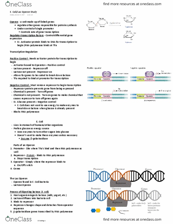 BIOLOGY 151 Lecture Notes - Lecture 15: Repressor, Operon, Enzyme thumbnail