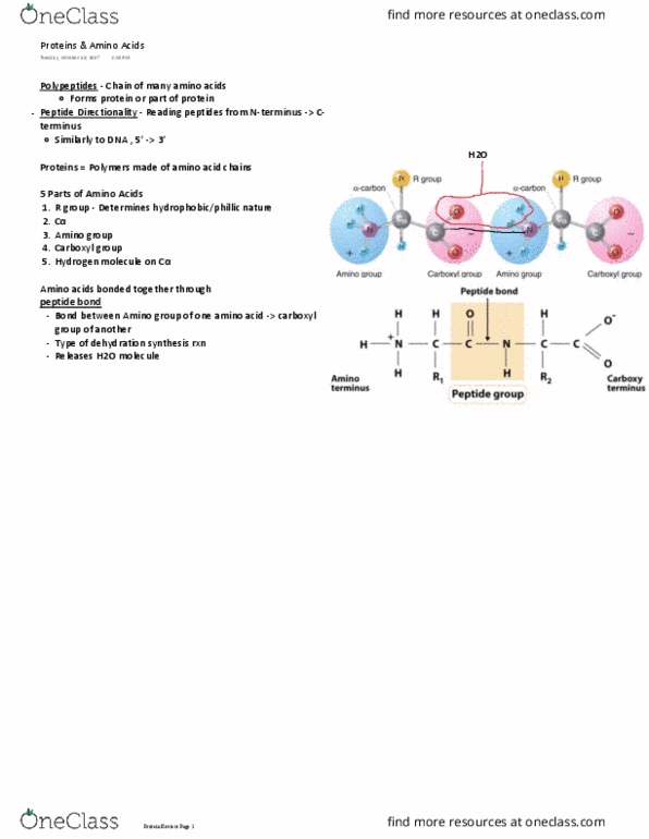 BIOLOGY 151 Lecture Notes - Lecture 11: Start Codon, Dehydration Reaction, Carboxylic Acid thumbnail