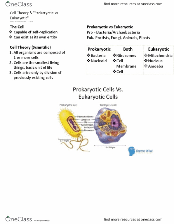 BIOLOGY 151 Lecture Notes - Lecture 2: Endoplasmic Reticulum, Cell Theory, Nucleoid thumbnail