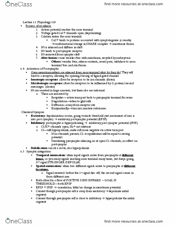 PHSL 310 Lecture Notes - Lecture 11: Voltage-Dependent Calcium Channel, Neurotransmitter Receptor, Axon Terminal thumbnail