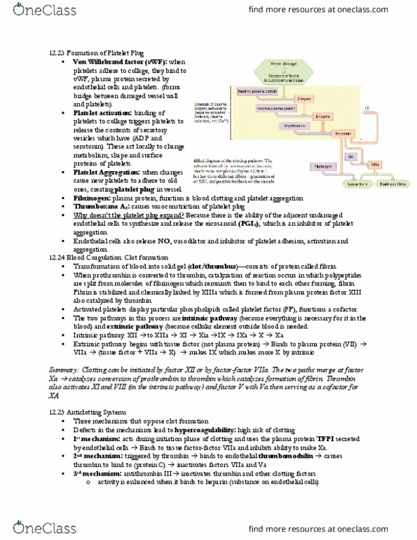 PHSL 310 Lecture Notes - Lecture 3: Von Willebrand Factor, Western Xia, Endothelium thumbnail