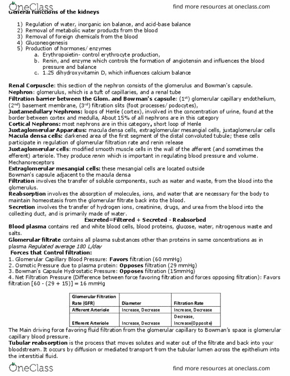 PHSL 310 Lecture Notes - Lecture 3: Renal Function, Macula Densa, Internal Sphincter Muscle Of Urethra thumbnail