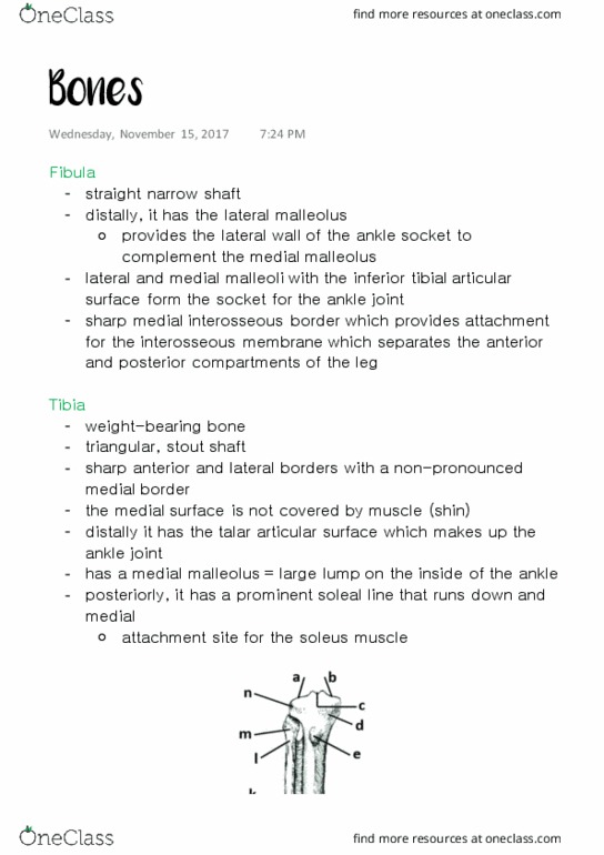 ANAT 315 Lecture Notes - Lecture 29: Interosseous Membrane Of Forearm, Ankle, Soleus Muscle thumbnail