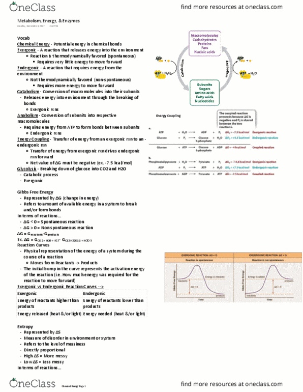 BIOLOGY 151 Lecture Notes - Lecture 19: Endergonic Reaction, Exergonic Process, Catabolism thumbnail