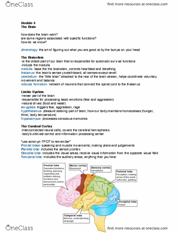 3750:100 Lecture Notes - Lecture 4: Occipital Lobe, Parietal Lobe, Temporal Lobe thumbnail