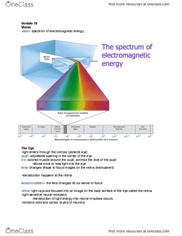 3750:100 Lecture Notes - Lecture 7: Color Vision, Retina, Visual Cortex thumbnail