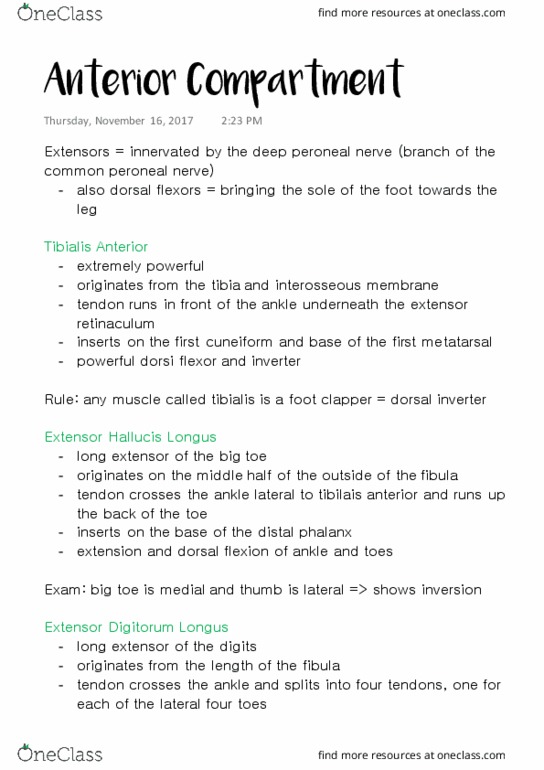 ANAT 315 Lecture Notes - Lecture 31: Extensor Hallucis Longus Muscle, Deep Peroneal Nerve, Common Peroneal Nerve thumbnail