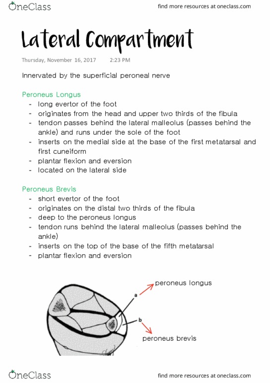 ANAT 315 Lecture Notes - Lecture 32: Peroneus Longus, Superficial Peroneal Nerve, Anatomical Terms Of Motion thumbnail