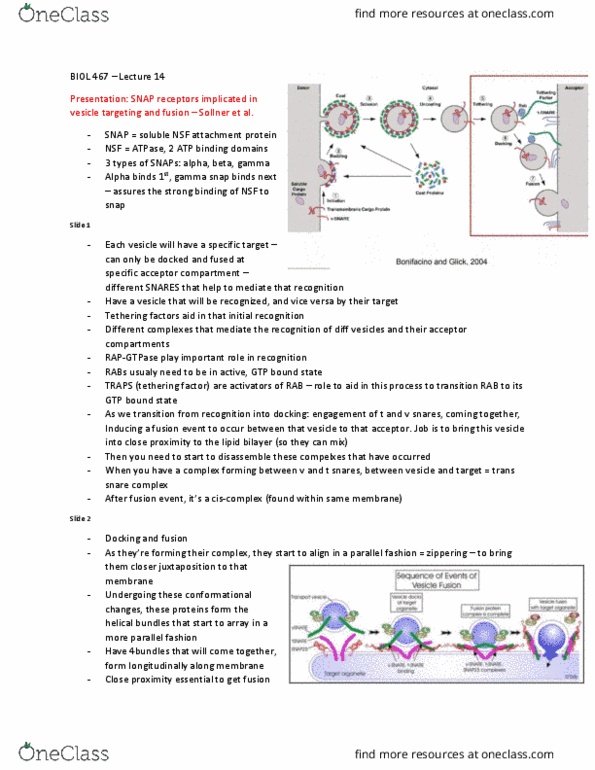 BIOL 467 Lecture Notes - Lecture 14: Snap25, Lipid Bilayer, Tethering thumbnail