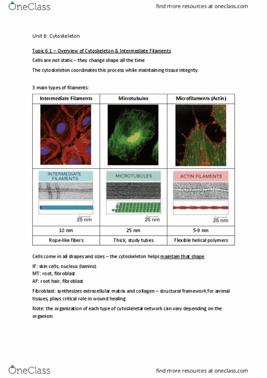 BIOL 200 Lecture Notes - Lecture 28: Intermediate Filament, Fibroblast, Root Hair thumbnail