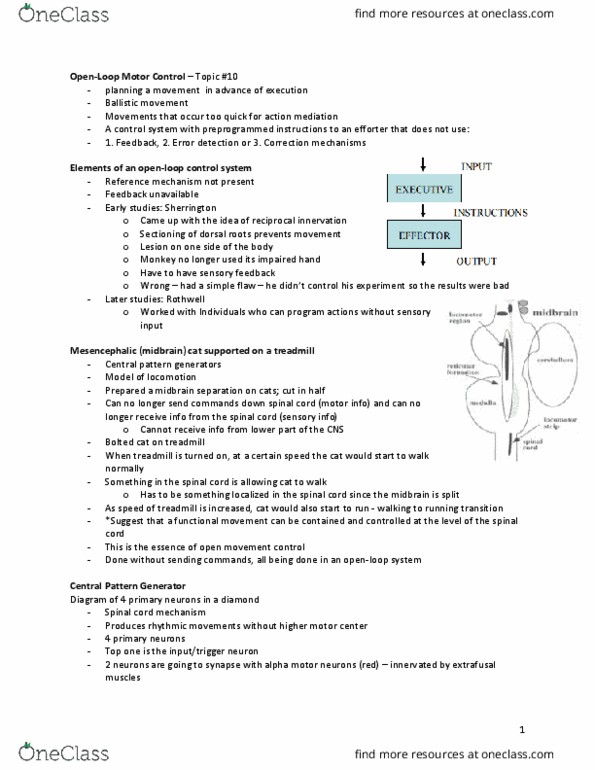 Kinesiology 1080A/B Lecture Notes - Lecture 7: Central Pattern Generator, Alpha Motor Neuron, Spinal Cord thumbnail