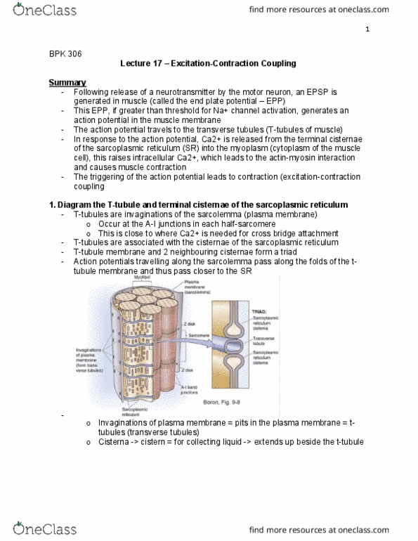 BPK 306 Lecture Notes - Lecture 17: Cav1.1, Ryanodine Receptor, T-Tubule thumbnail
