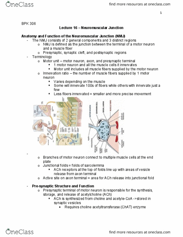 BPK 306 Lecture Notes - Lecture 16: Choline Acetyltransferase, Neuromuscular Junction, Axon Terminal thumbnail