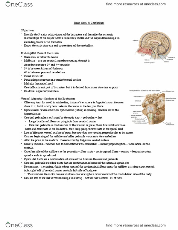 Anatomy and Cell Biology 3319 Lecture Notes - Lecture 7: Inferior Cerebellar Peduncle, Superior Cerebellar Peduncle, Middle Cerebellar Peduncle thumbnail